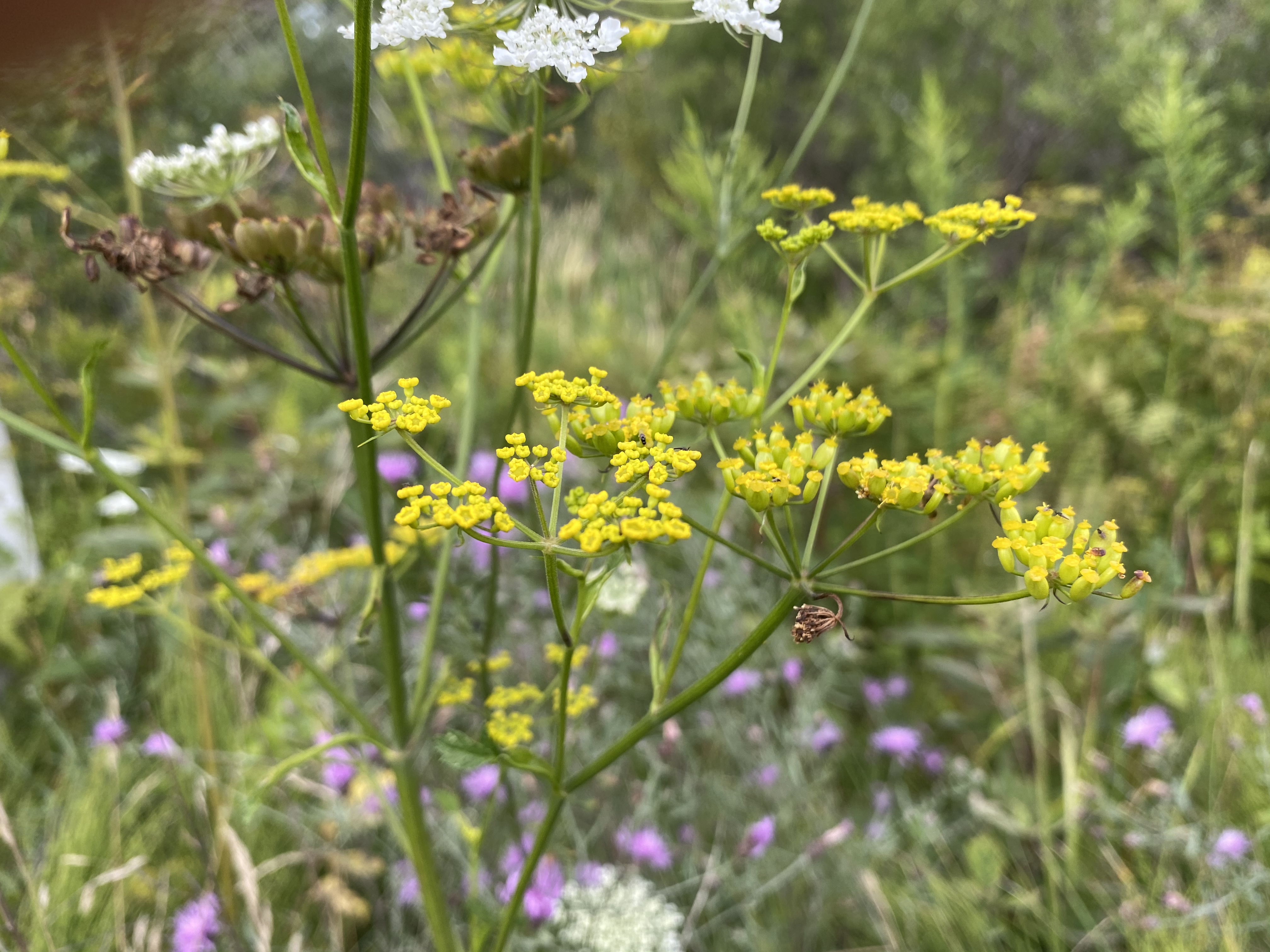 wild parsnip Aug2020 EmmetCo ECH (4)